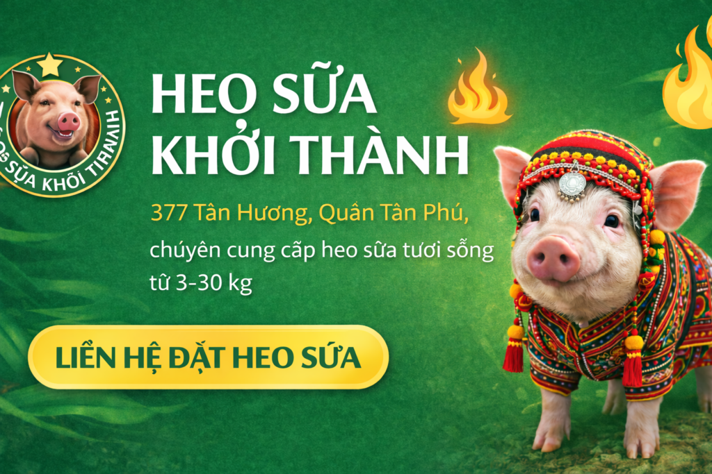 cung cấp heo sữa tươi