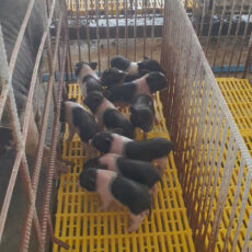 cung cấp heo sữa đông lạnh