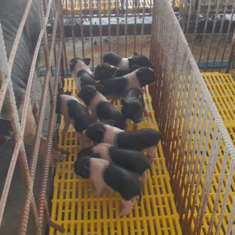 cung cấp heo sữa đông lạnh