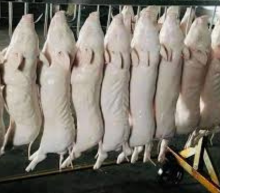 cung cấp heo sữa tươi sống