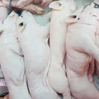 HEO SỮA TƯƠI SỐNG