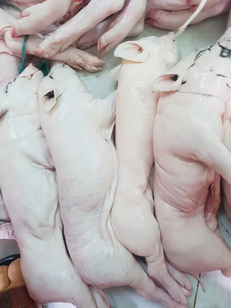HEO SỮA TƯƠI SỐNG